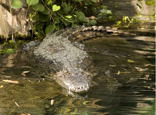 Das Krokodil ist nur stark, wenn es im Wasser ist.
