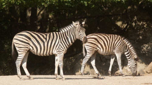 Zebras können ihre Streifen nicht wegwischen.