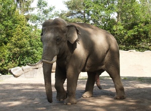 Weil der Elefant groß und fett ist,hat er auch große Sorgen.