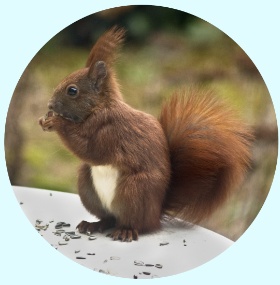 Ein kleines Eichhörnchen kann eine große Nuss tragen.