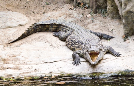 Ein hungriges Krokodil ist nie angenehm.